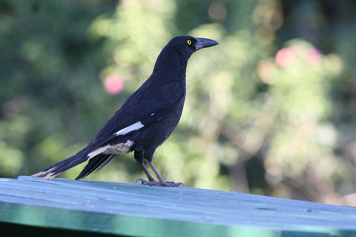 �t�G�K���X