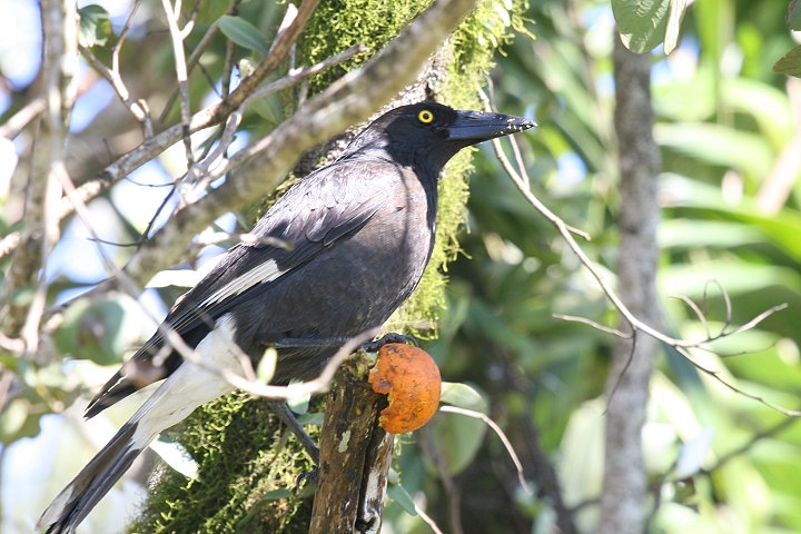 �t�G�K���X