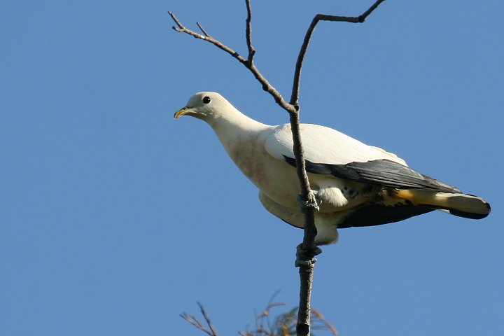 �\�f�O���o�g