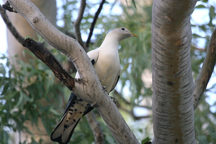 �\�f�O���o�g