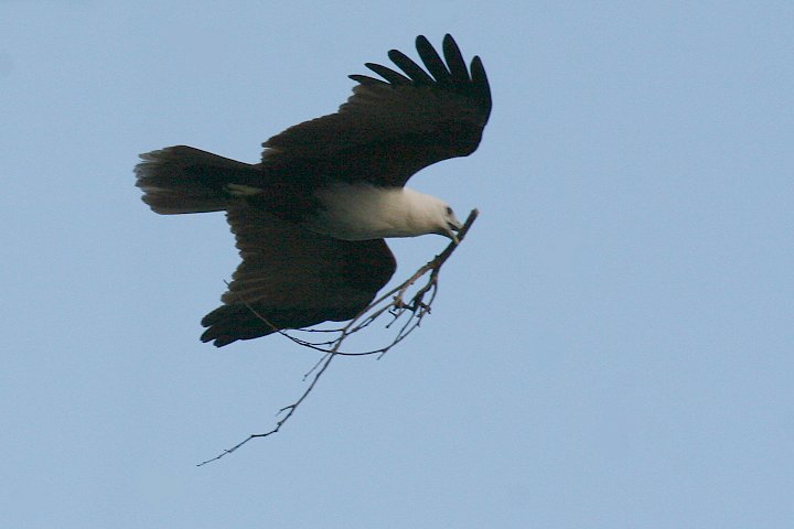 �\�f�O���o�g