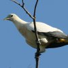 Pied Imperial-Pigeon �\�f�O���o�g