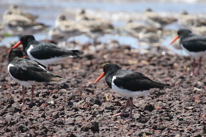 �I�[�X�g�����A�~���R�h��