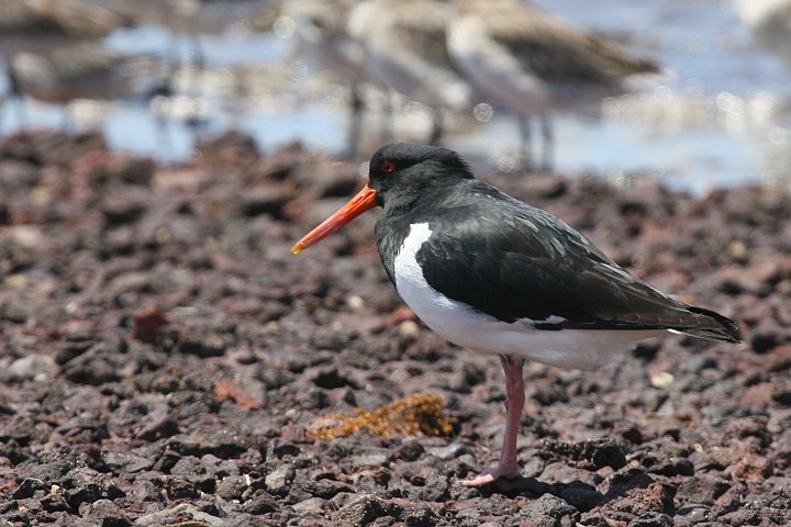 �I�[�X�g�����A�~���R�h��