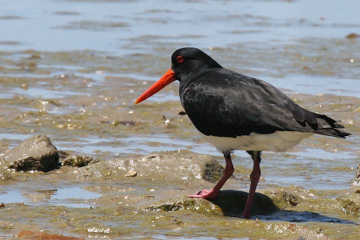 �I�[�X�g�����A�~���R�h��