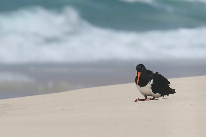 �I�[�X�g�����A�~���R�h��