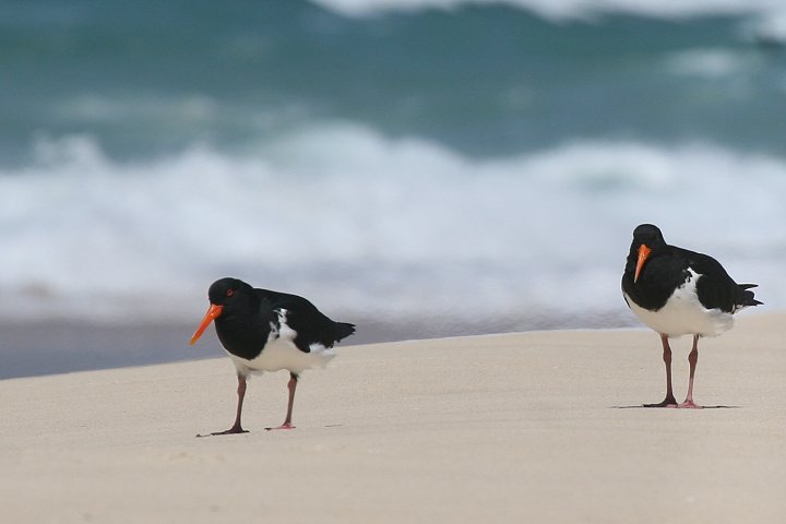 �I�[�X�g�����A�~���R�h��