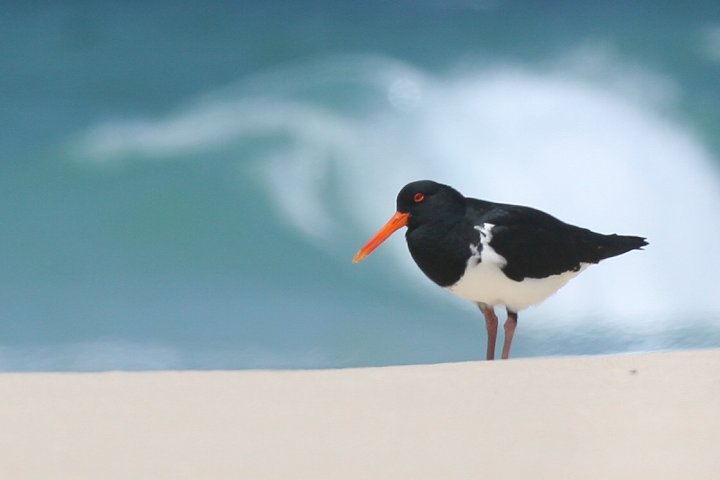 �I�[�X�g�����A�~���R�h��