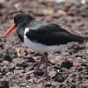 Pied Oystercatcher �I�[�X�g�����A�~���R�h��