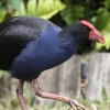Purple Swamphen �Z�C�P�C