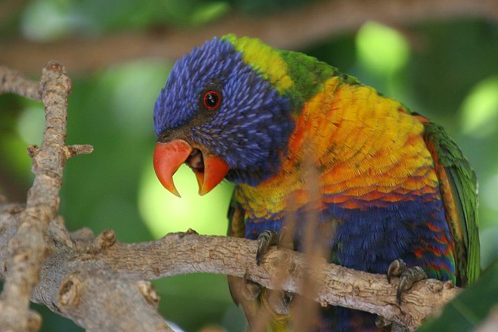 �S�V�L�Z�C�K�C�C���R