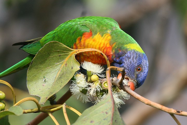 �S�V�L�Z�C�K�C�C���R