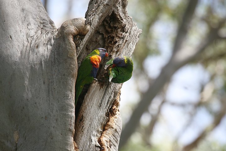 �S�V�L�Z�C�K�C�C���R