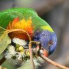 Rainbow Lorikeet �S�V�L�Z�C�K�C�C���R