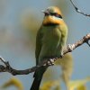 Rainbow Bee-eater �n�`�N�C