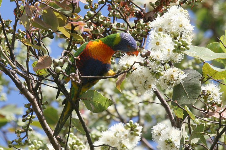 �S�V�L�Z�C�K�C�C���R