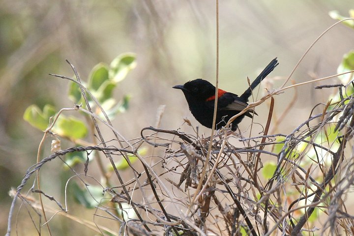 �Z�A�J�I�[�X�g�����A���V�N�C