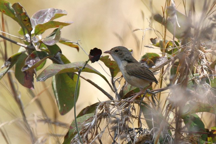 �Z�A�J�I�[�X�g�����A���V�N�C