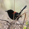 Red-backed Fairy-wren �Z�A�J�I�[�X�g�����A���V�N�C
