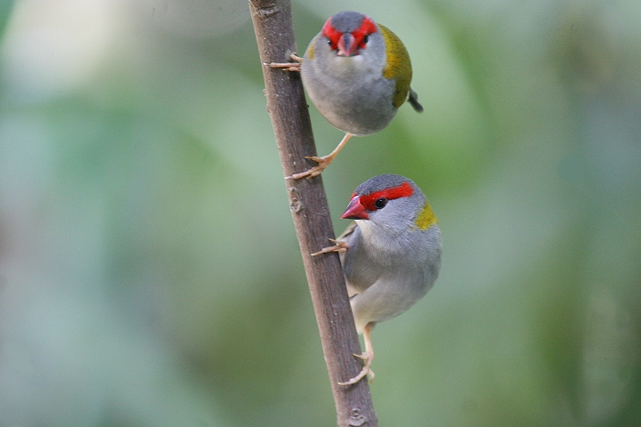 �t���E�`���E