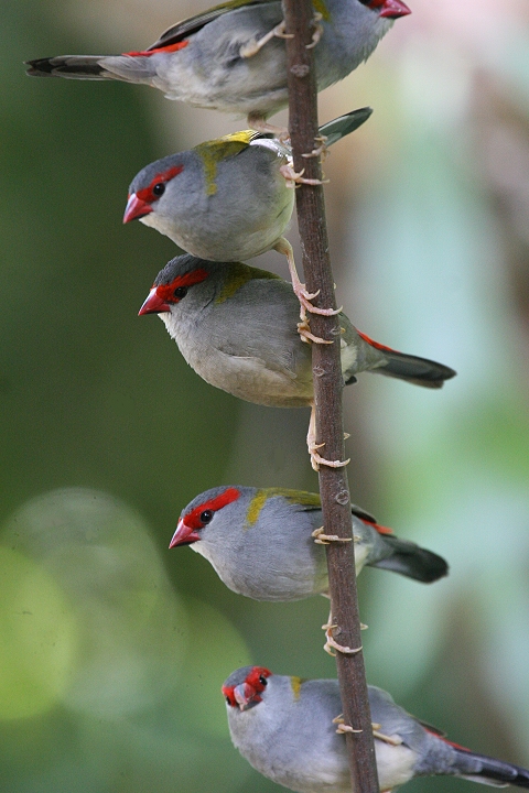 �t���E�`���E