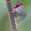 Red-browed Finch �t���E�`���E