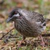 Red Wattlebird �A�J�~�~�_���~�c�X�C