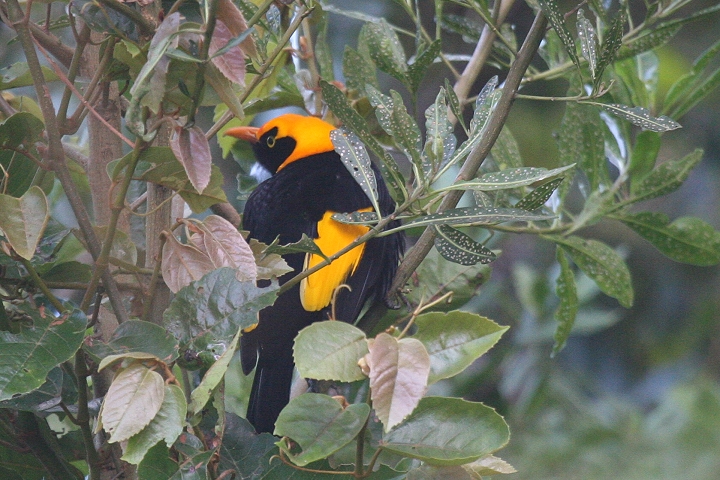 �t�E�`���E���h�L�v