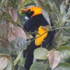 Regent Bowerbird �t�E�`���E���h�L