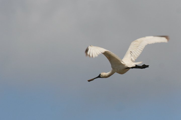 �I�[�X�g�����A�w���T�M