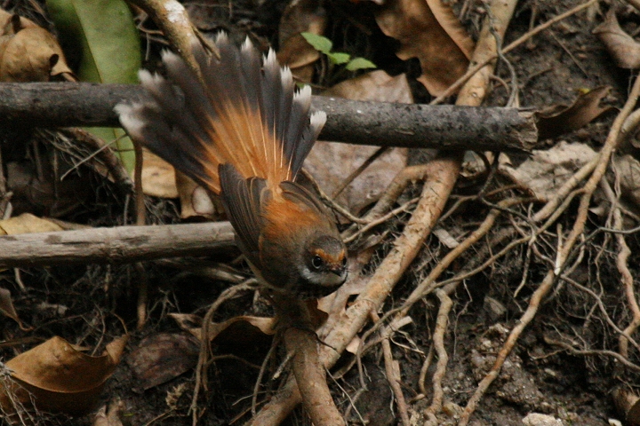 �I�E�M�r�^�L