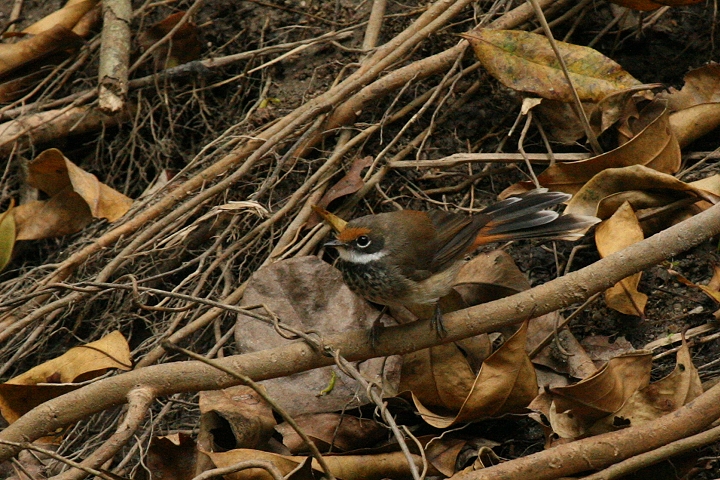 �I�E�M�r�^�L