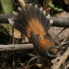 Rufous Fantail�@�I�E�M�r�^�L