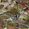Russet-tailed Thrush �A�J�I�g���c�O�~