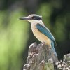 Sacred Kingfisher �q�W���V���E�r��