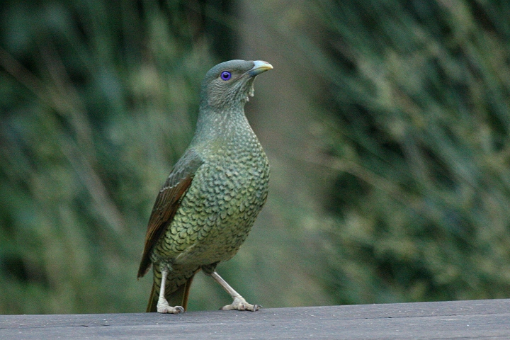 �I�I�A�Y�}���h��