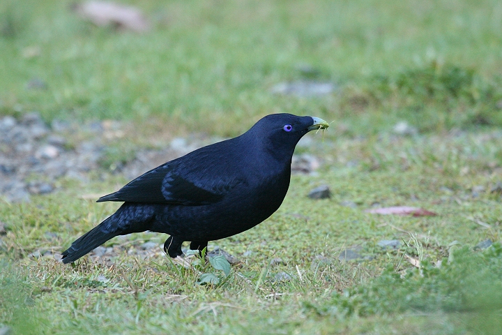 �I�I�A�Y�}���h��