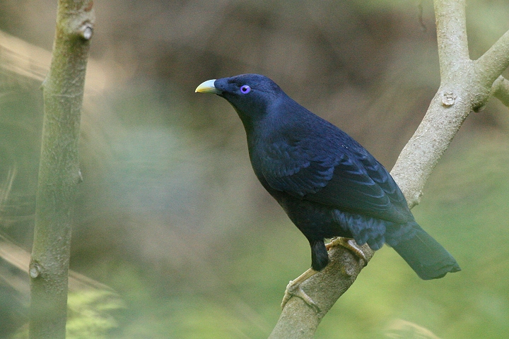 �I�I�A�Y�}���h��