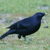 Satin Bowerbird �I�I�A�Y�}���h��