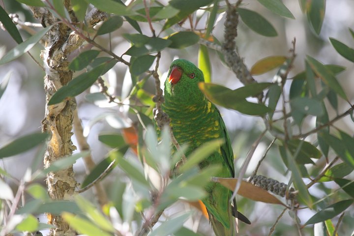 �R�Z�C�K�C�C���R