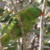 Scaly-breasted Lorikeet �R�Z�C�K�C�C���R