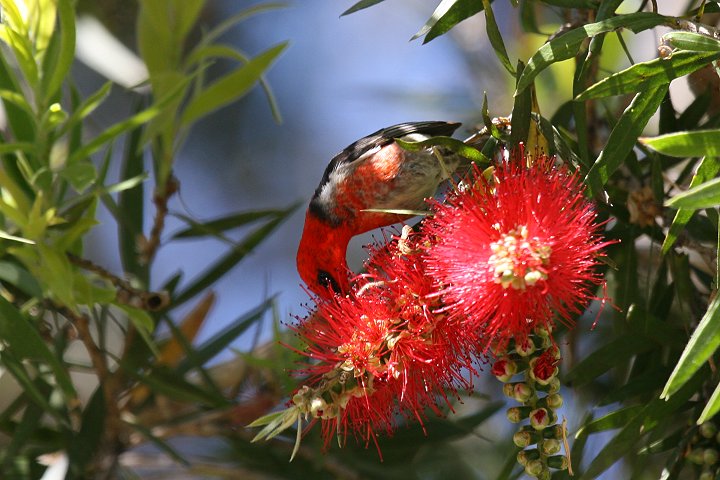 �N���i�C�~�c�X�C