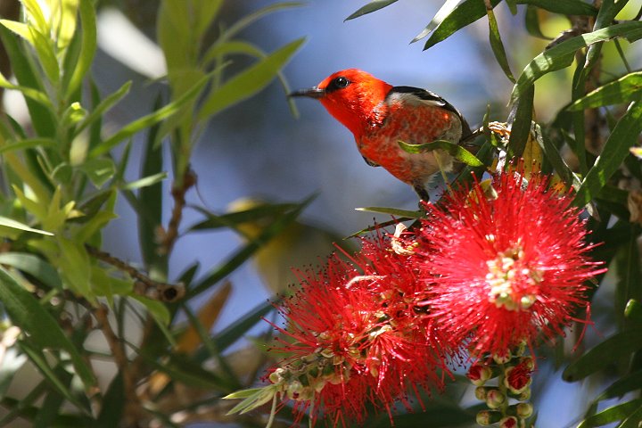 �N���i�C�~�c�X�C