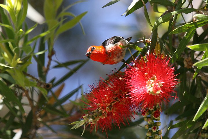 �N���i�C�~�c�X�C