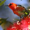 Scarlet Honeyeater �N���i�C�~�c�X�C