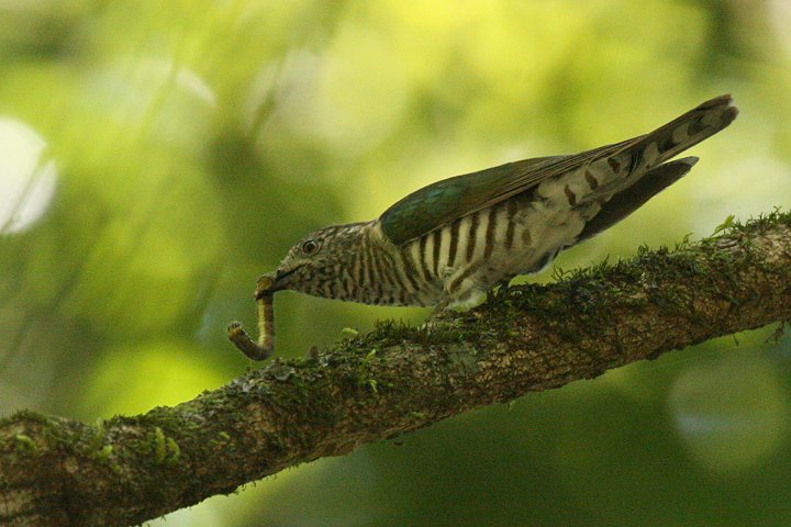 ���R�W�}�e���J�b�R�E