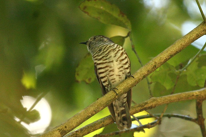 ���R�W�}�e���J�b�R�E