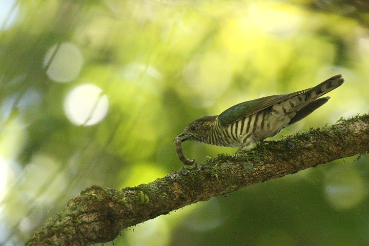 ���R�W�}�e���J�b�R�E