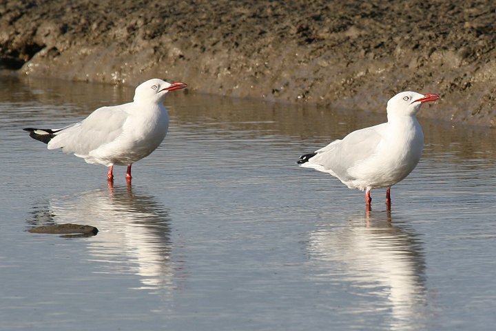 �M���J����