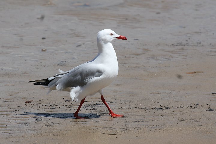 �M���J����